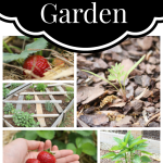 Our 2014 Garden